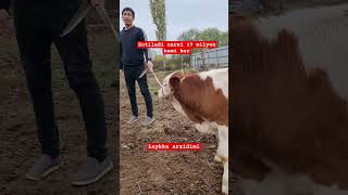 Simmental buqalar sotiladi toʻliq video 6 00da chiqadi rek cow angusbull buzoqOltariqchorva [upl. by Ebba]