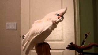 Goffin cockatoo has conversation with a dog [upl. by Engleman]