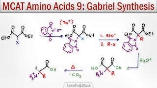 Gabriel Malonic Ester Synthesis of alpha Amino Acids [upl. by Duwe553]