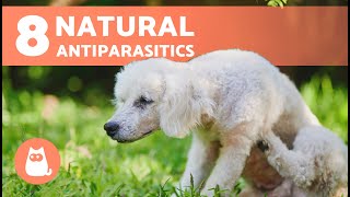 8 NATURAL DEWORMERS for DOGS 🐶✅  Do They Work [upl. by Ayotahc]