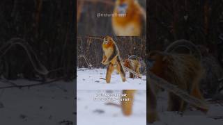 The Unique Monkey  Golden Snub Nosed Monkey [upl. by Sikata414]