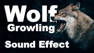 Wolf Growling Sound Effects No Copyright  gLOBALeARS [upl. by Selemas226]