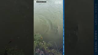 Wild bull shark fished out of the Guadalupe River [upl. by Eizus]