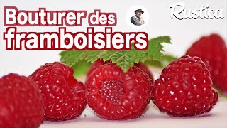 Comment bouturer des framboisiers [upl. by Sedberry]