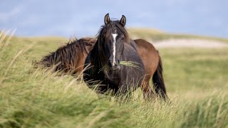 150 Sable Island wild horses died last winter Parks Canada reports [upl. by Schach]