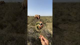 This camel was very hungry so he ate this fruit anyhow [upl. by Tann132]