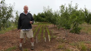 Intercropping Peppers Between Fruit Tree Rows [upl. by Norramic]