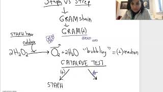 Staph vs Strep Tests [upl. by Apgar132]