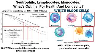 Neutrophils Lymphocytes Monocytes What’s Optimal For Health And Longevity [upl. by Farmann744]