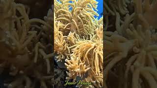 reefviewbeautifulsoftcoralscnidariaalcyonaceascubavideographyshortsmoalboalcebu🇵🇭 [upl. by Ttenrag]