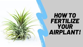 How To Properly Fertilize Your Airplants Tillandsia [upl. by Kenison]