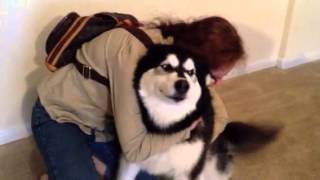 Alaskan Malamute quotBugsquot happy to see us [upl. by Eldreda]