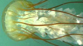 Pacific Sea Nettle Chrysaora fuscescens [upl. by Wiencke]