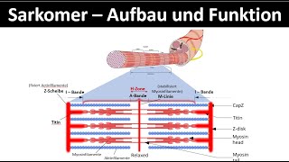 Sarkomer  Aufbau und Funktion  Aktinfilament  Myosinfilament Biologie  Sport Oberstufe 26 [upl. by Acisse]