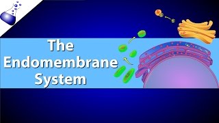 The Endomembrane System [upl. by Ybanrab695]