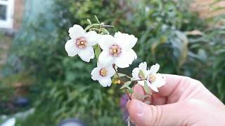 Most fragrant plants of my garden Philadelphus maculatus Mexican Jewel a candyscented mock orange [upl. by Hayyim]