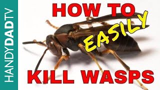 How to Kill Wasps the Easy Way [upl. by Hetti879]