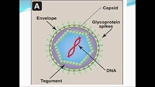 Herpes simplex virus types 1 2  3  4 [upl. by Molahs891]