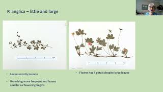 Identification of Potentilla erecta reptans anglica amp their hybrids [upl. by Ranjiv421]