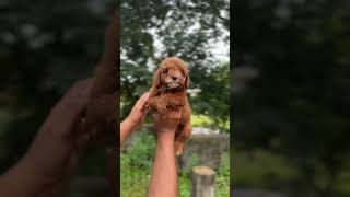 Toy Poodle Pup searching for forever lovable home 🏡 ‎mspetskennels  8667203339 [upl. by Apilef637]