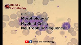 Morphology of myeloid cells part 1 Neutrophilic sequence [upl. by Harwin]