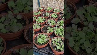 Mexican fleabane seeds [upl. by Ileyan]