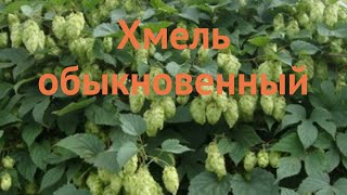 Хмель обыкновенный humulus lupulus 🌿 обыкновенный хмель обзор как сажать саженцы хмеля [upl. by Franzen257]