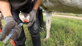 This horses hoof was ROTTEN the smell was HORRIBLE part 2 [upl. by Cataldo]