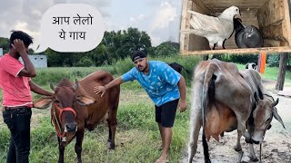 Ritik Bol Raha Ye Cow aap Lelo नया कबूतर दिया भाई ने😬 DESI COW [upl. by Ecenahs77]