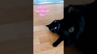 kitty cat yoga yawn n done cat catyoga bombaycat relaxcats beautifulcat catshorts [upl. by Euk]