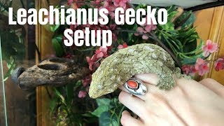 Leachianus Gecko Enclosure Setup [upl. by Ainahpets]