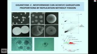 Insights into Microbial Pathogenesis and Immunology from Cryptococcus Neoformans [upl. by Dnartreb]