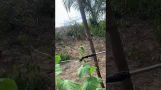 Application of foliar fertilizer for cucumbers vegetablefarming agriculture [upl. by Aynos646]