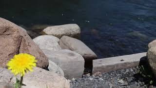 Crested Butte MTB Flowers 20160628 [upl. by Colon]