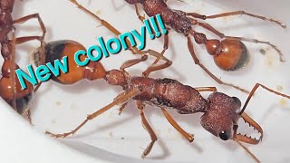 New coly Myrmecia nigriscapa [upl. by Pirnot943]