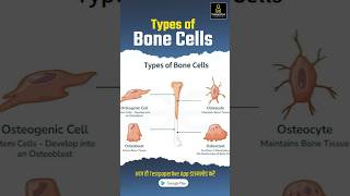 Types of Bone Cells  Osteoblast Osteocyte Osteoclast  Bone stem cell bones cell bonecalls [upl. by Zaob747]