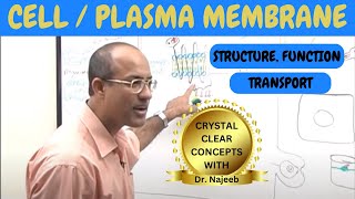 Cell or Plasma Membrane  Structure  Function amp Transport🧬 [upl. by Elatia]