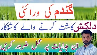 Tips for better yield of Dilkash Wheat variety  Farming Expert 786wheatvarieties [upl. by Sakmar]