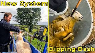 New Handling System amp Sheep Dipping Dash farming sheepfarming [upl. by Einnel]