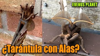 ¿Una Tarántula Con Alas Polilla Polifemo Antheraea polyphemus  Animales Tenebrosos Ep3 [upl. by Brindell]