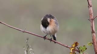 Stonechat Saxicola rubicola Saltimpalo [upl. by Ardnasac]