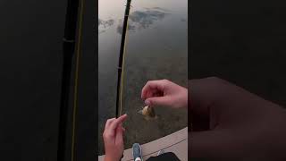 fishing  fly fishing  bass fishing jesus [upl. by Aynotel]