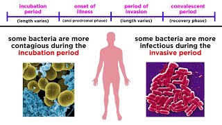 Bacterial Infections in Humans [upl. by Belva519]