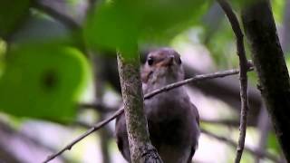 Słowik szary Luscinia luscinia  Thrush nightingale [upl. by Ennaecarg220]