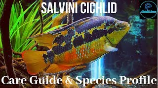 Salvini Cichlid  Care Guide amp Species Profile [upl. by Keel884]