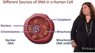 Evolutionary Analysis of DNA from Different Sources  Sarah Tishkoff U Pennsylvania [upl. by Nezam995]