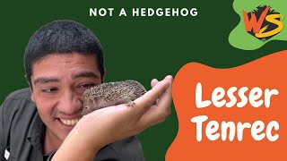 Forget Hedgehogs  Tenrecs are the Coolest Animals Youve Never Heard Of [upl. by Mellar]