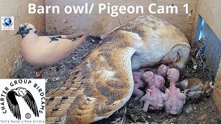 LIVE Barn Owl Pigeon Israel 4K Cam 1תנשמת WBAIS GAIA The Charter Group of Wildlife Ecology [upl. by Yregerg]