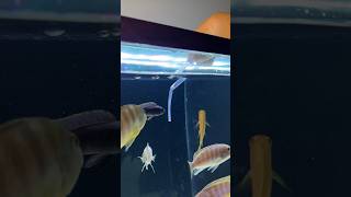 African Cichlid Tank pH Test [upl. by Gare]