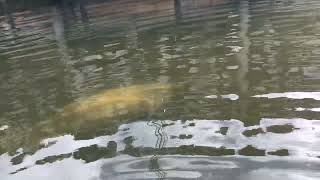 Manatee Tours Miami  swimming sea cows [upl. by Fulvi]